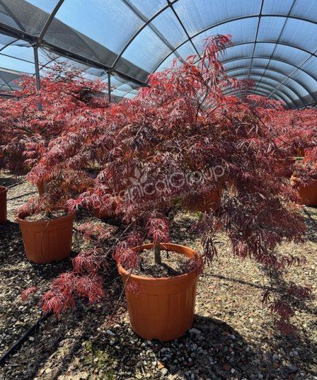 Acer palmatum dissectum 'Inaba Shidare' - Japanse esdoorn
