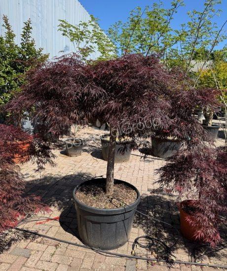 Acer palmatum dissectum 'Inaba Shidare' - Japanse esdoorn