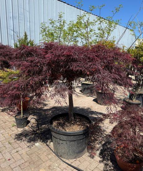 Acer palmatum dissectum 'Inaba Shidare' - Japanse esdoorn