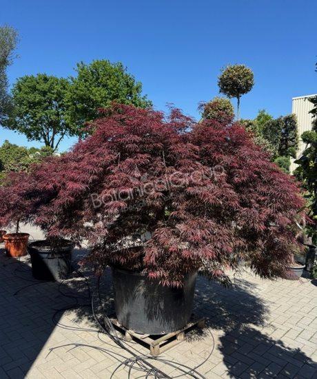 Acer palmatum dissectum 'Inaba Shidare' - Japanse esdoorn