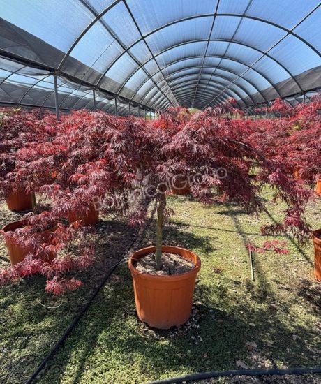 Acer palmatum dissectum 'Inaba Shidare' - Japanse esdoorn