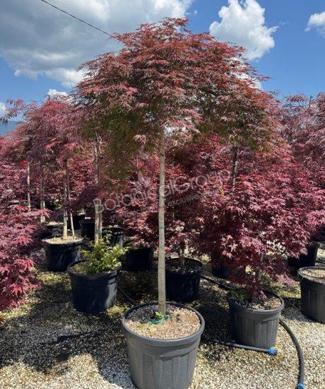 Acer palmatum dissectum 'Garnet' - Japanse esdoorn
