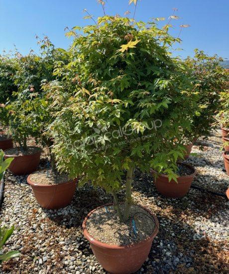 Acer palmatum - Japanse esdoorn