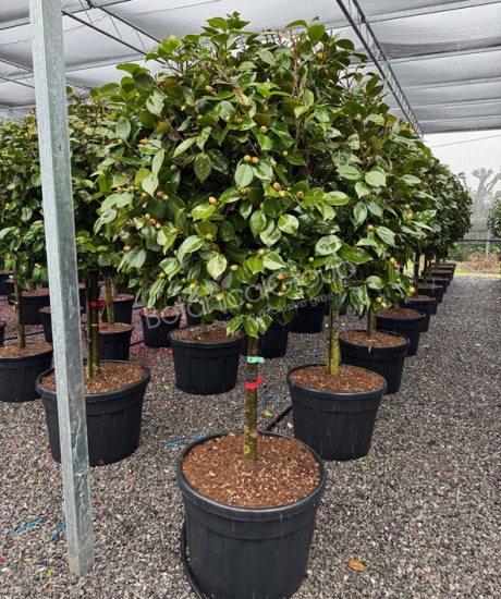 Camelia japonica - Japanse roos