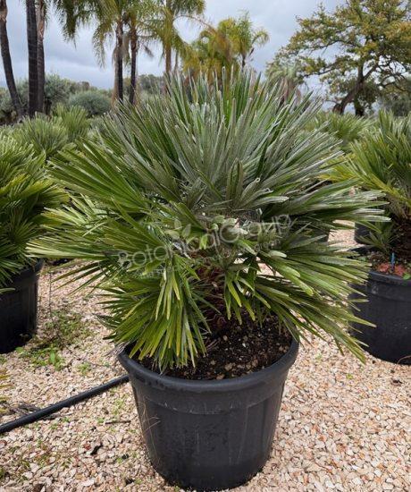 Chamaerops humilis 'Nana' - Europese dwergpalm