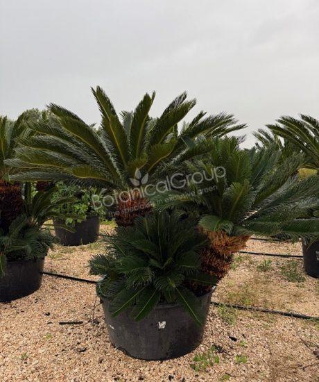 Cyca revoluta- Palmvaren