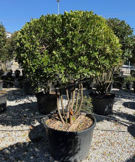 Euonymus japonicus 'Aureopictus'