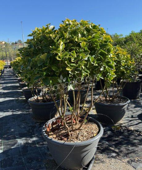 Euonymus japonicus 'Aureus'