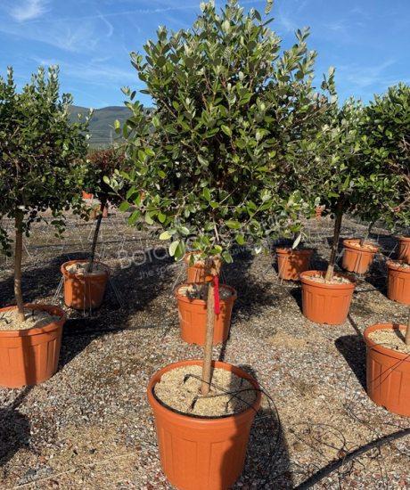 Feijoa sellowiana - Ananasguave