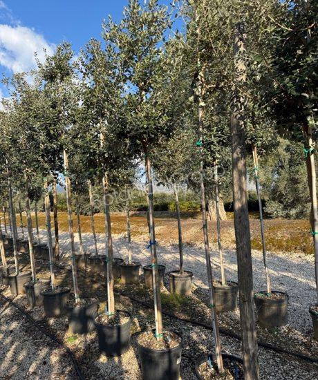 Feijoa sellowiana - Ananasguave