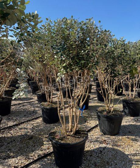 Feijoa sellowiana - Ananasguave