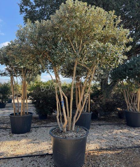 Feijoa sellowiana - Ananasguave