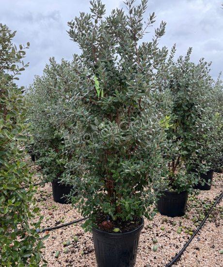 Feijoa sellowiana - Ananasguave