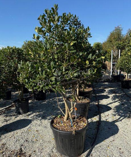 Ilex 'Nellie Stevens' - Hulst
