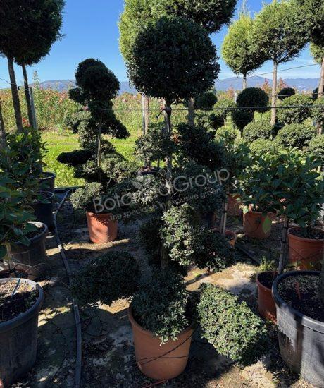 Ilex crenata 'Kinme'