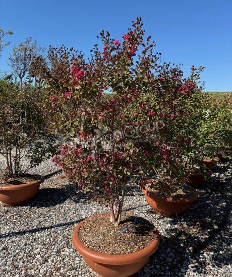 Lagerstroemia indica - Mimosa