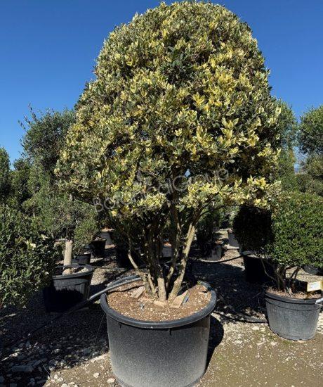 Ligustrum texanum 'Silver Star' - Texaanse liguster