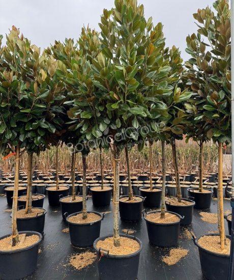 Magnolia grandiflora 'Francois Treyve' - Groenblijvende tulpenboom