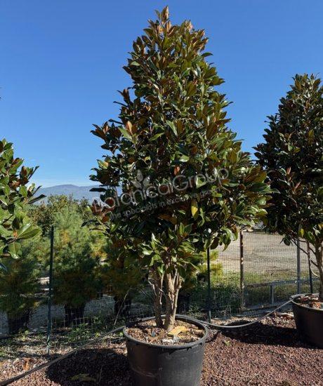 Magnolia grandiflora 'Gallisoniensis' - Groenblijvende tulpenboom