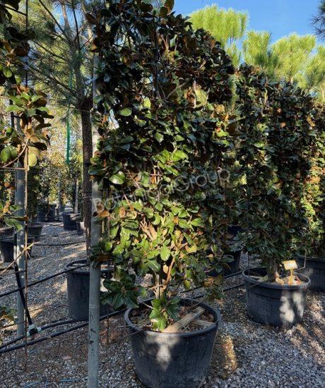 Magnolia grandiflora 'Gallisoniensis' - Groenblijvende tulpenboom