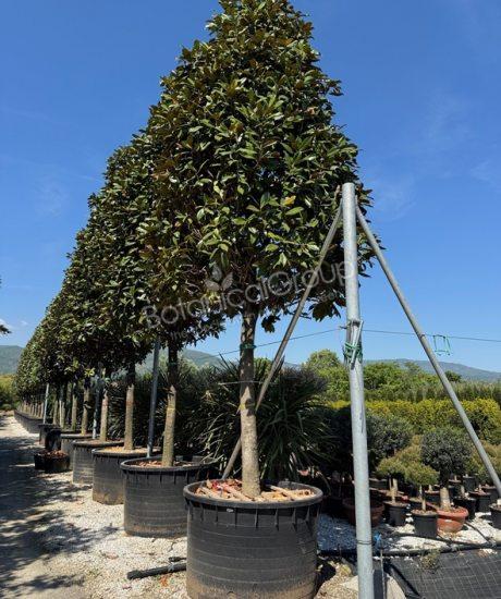 Magnolia grandiflora 'Gallisoniensis' - Groenblijvende tulpenboom piramidekroon