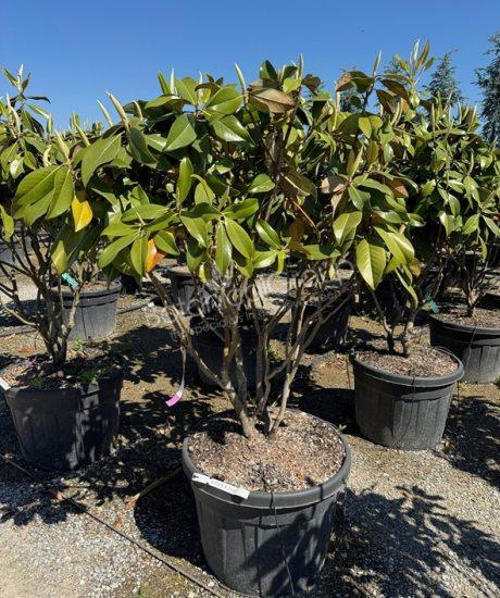 Magnolia grandiflora 'Gallisoniensis' - Groenblijvende tulpenboom