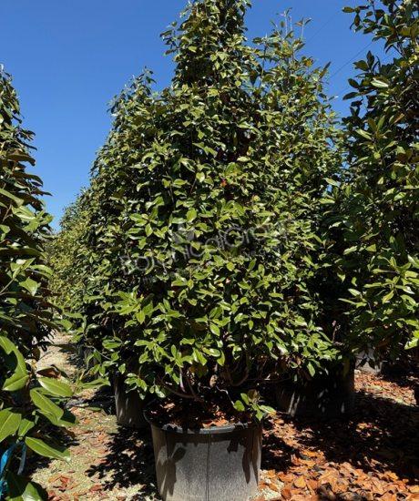 Magnolia grandiflora 'Gallisoniensis' - Groenblijvende tulpenboom