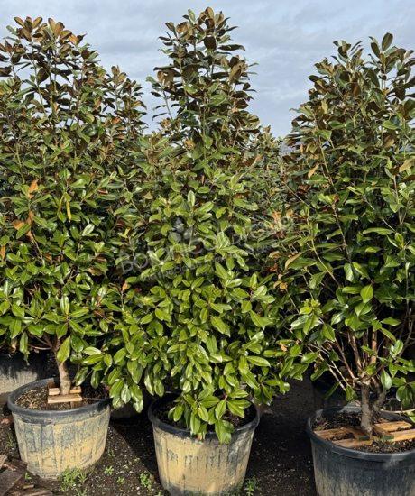 Magnolia grandiflora 'Goliath' - Groenblijvende tulpenboom