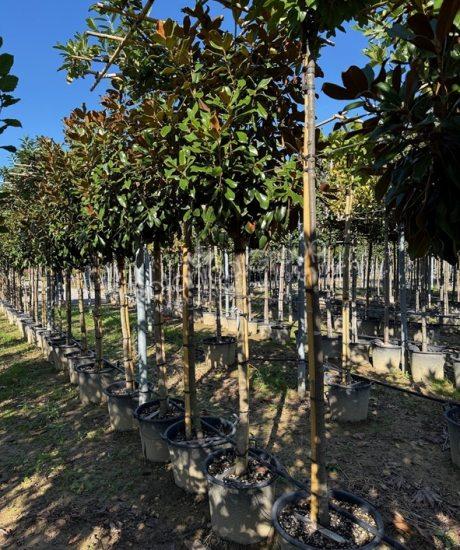 Magnolia grandiflora 'Goliath' - Groenblijvende tulpenboom