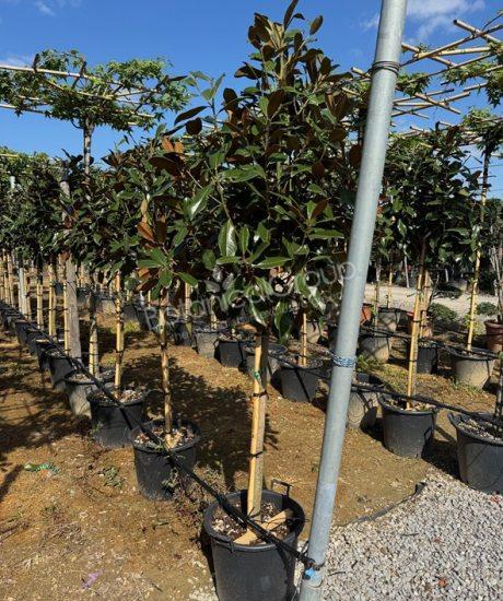 Magnolia grandiflora 'Goliath' - Groenblijvende tulpenboom