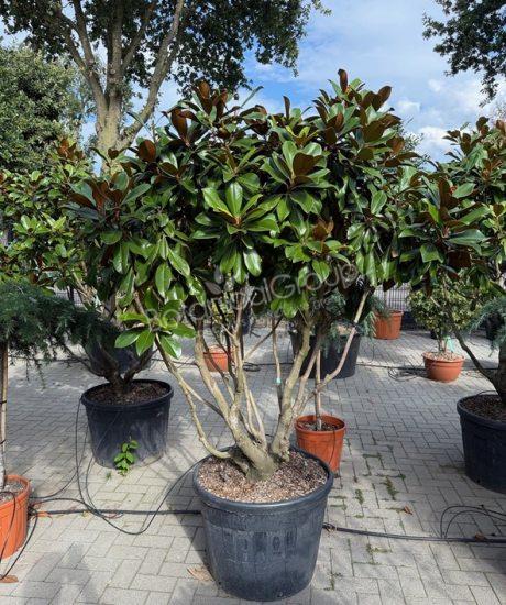 Magnolia grandiflora 'Goliath' - Groenblijvende tulpenboom