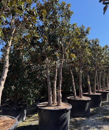 Magnolia grandiflora 'Goliath' - Groenblijvende tulpenboom