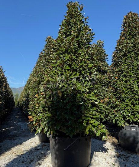 Magnolia grandiflora 'Goliath' - Groenblijvende tulpenboom