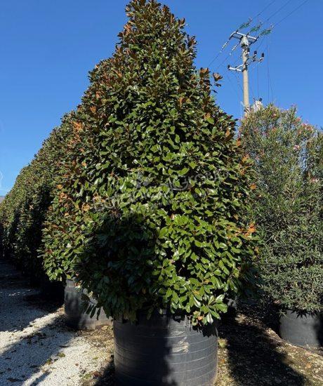 Magnolia grandiflora 'Goliath' - Groenblijvende tulpenboom