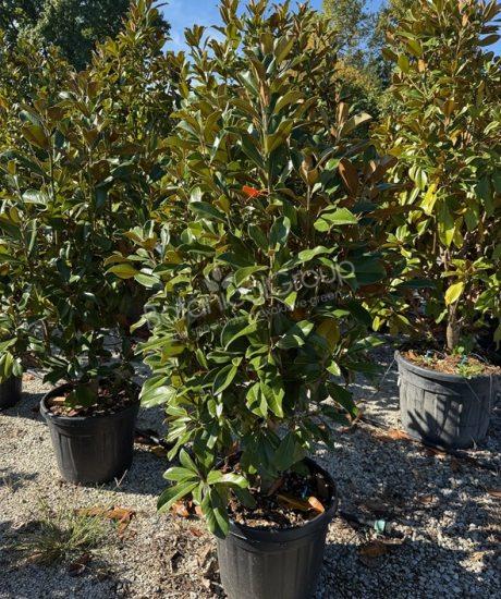 Magnolia grandiflora 'Goliath' - Groenblijvende tulpenboom