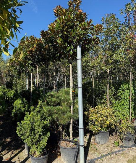 Magnolia grandiflora 'Little Gem' - Groenblijvende tulpenboom