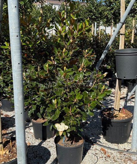 Magnolia grandiflora 'Little Gem' - Groenblijvende tulpenboom
