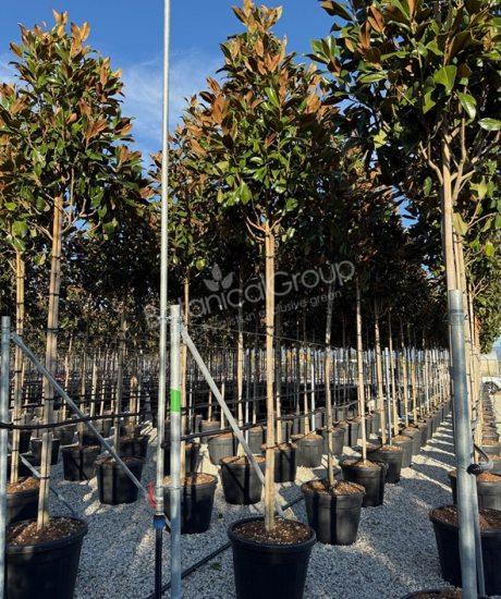 Magnolia grandiflora 'Gallisoniensis' - Groenblijvende tulpenboom piramidekroon
