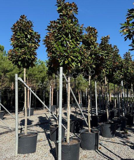 Magnolia grandiflora 'Goliath' - Groenblijvende tulpenboom