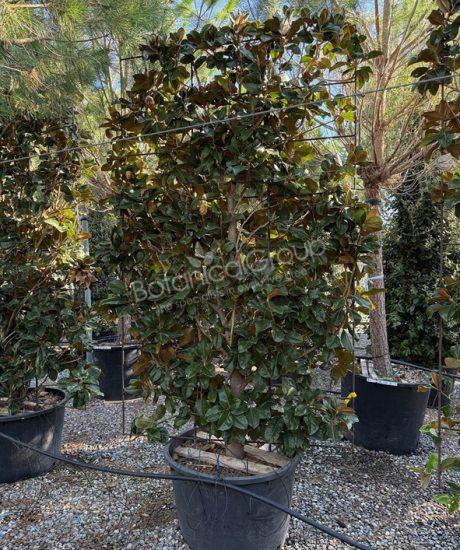 Magnolia grandiflora 'Goliath' - Groenblijvende tulpenboom