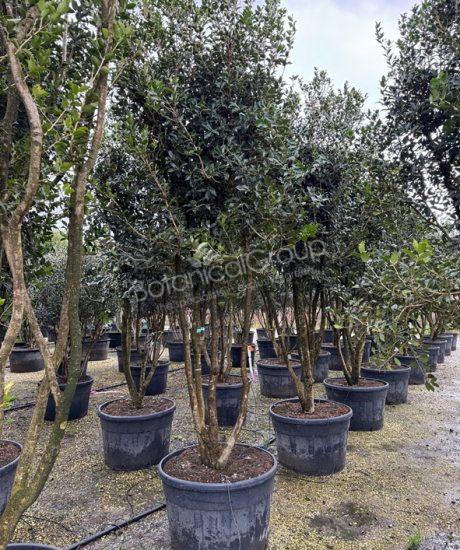 Osmanthus aquifolium - Schijnhulst