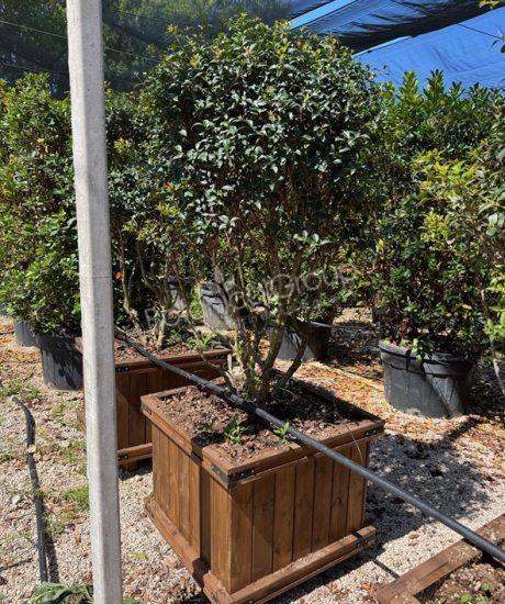 Osmanthus burkwoodii - Schijnhulst