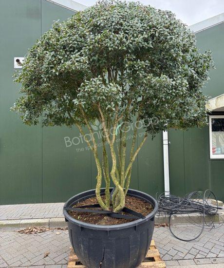 Osmanthus burkwoodii - Schijnhulst