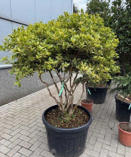 Osmanthus heterophyllus 'Goshiki' - Schijnhulst