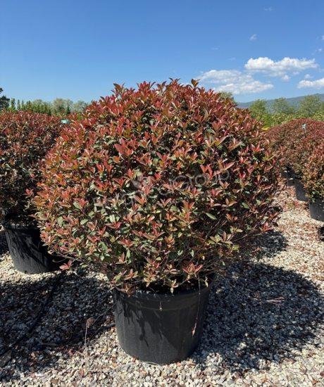 Photinia fraseri 'Robusta Compacta' - Glansmispel