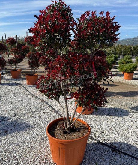 Photinia fraseri 'Robusta Compacta' - Glansmispel