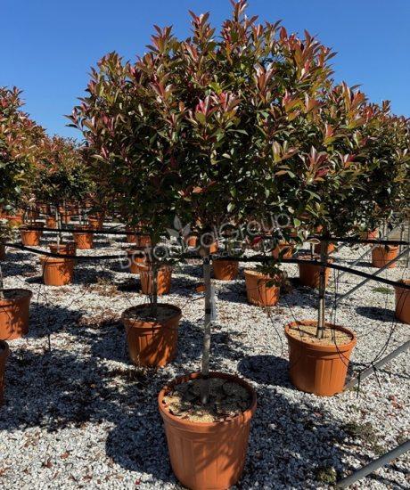 Photinia fraseri 'Robusta Compacta' - Glansmispel