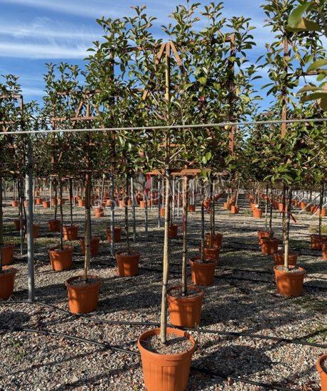 Photinia fraseri 'Red Robin' - Glansmispel