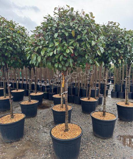 Photinia fraseri 'Red Robin' - Glansmispel bolkroon