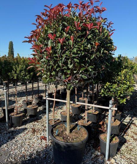Photinia fraseri 'Red Robin' - Glansmispel bolkroon